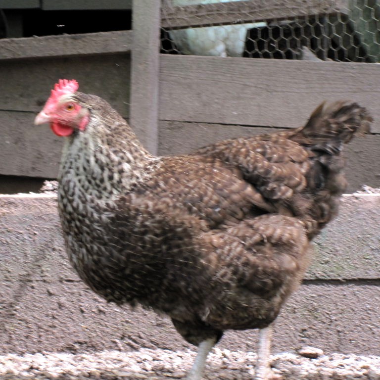 Speckled Maran chicken