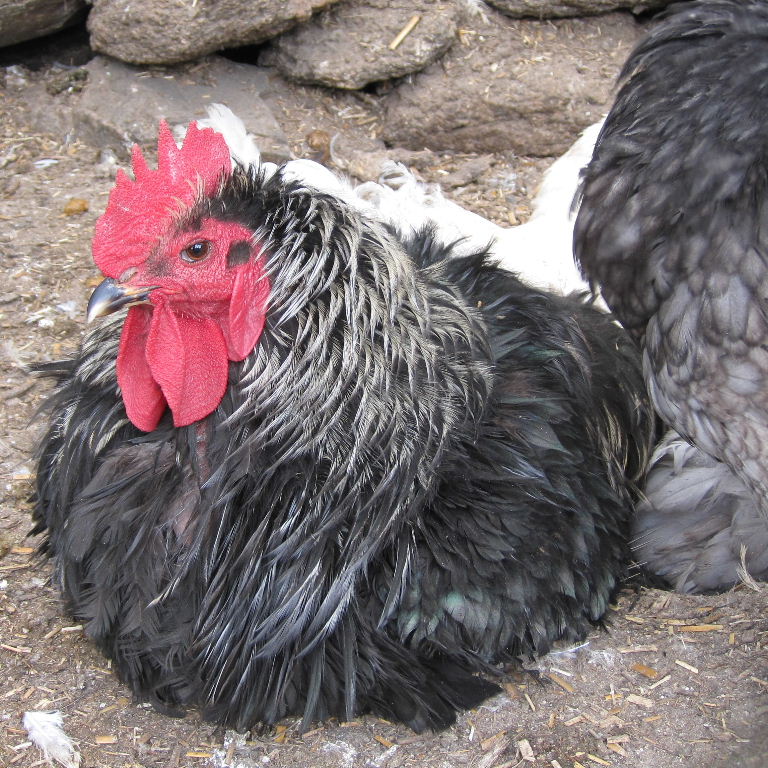 Blue Orpington chicken