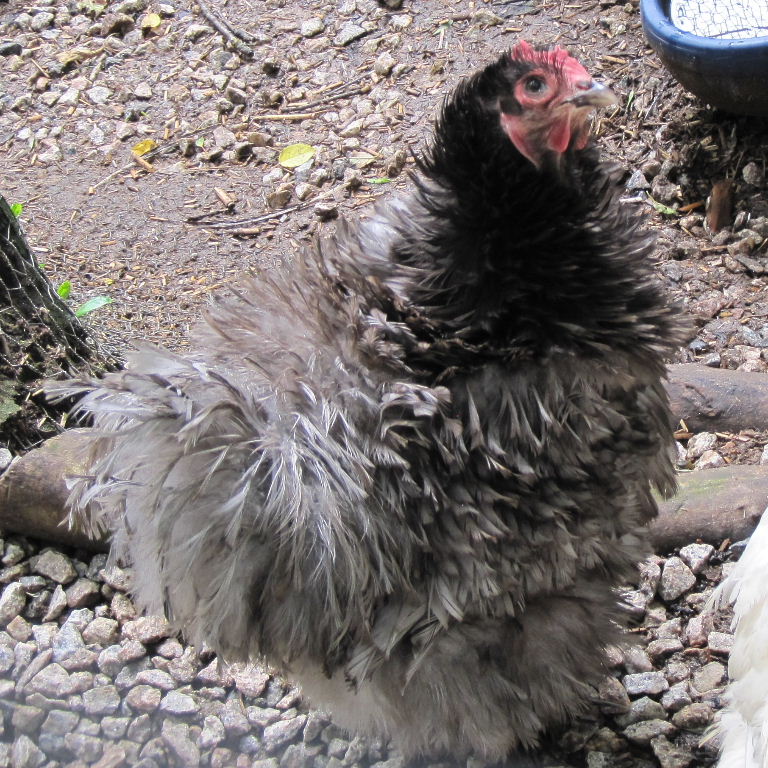 Blue Orpington hen