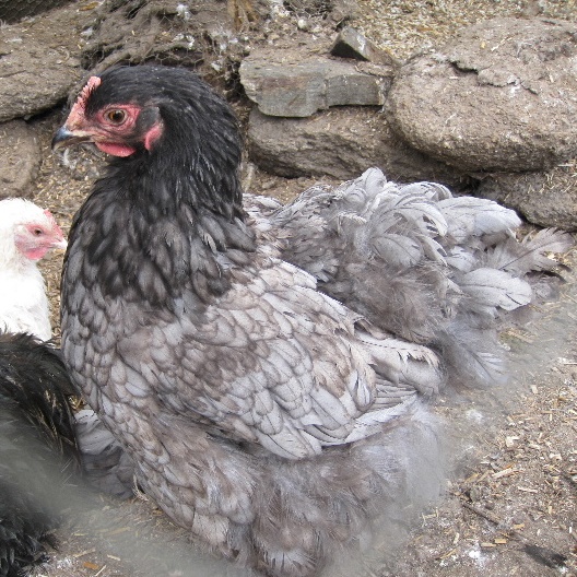 Blue Orpington chicken