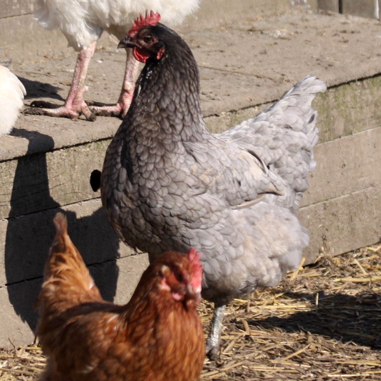 Blue Orpington chicken