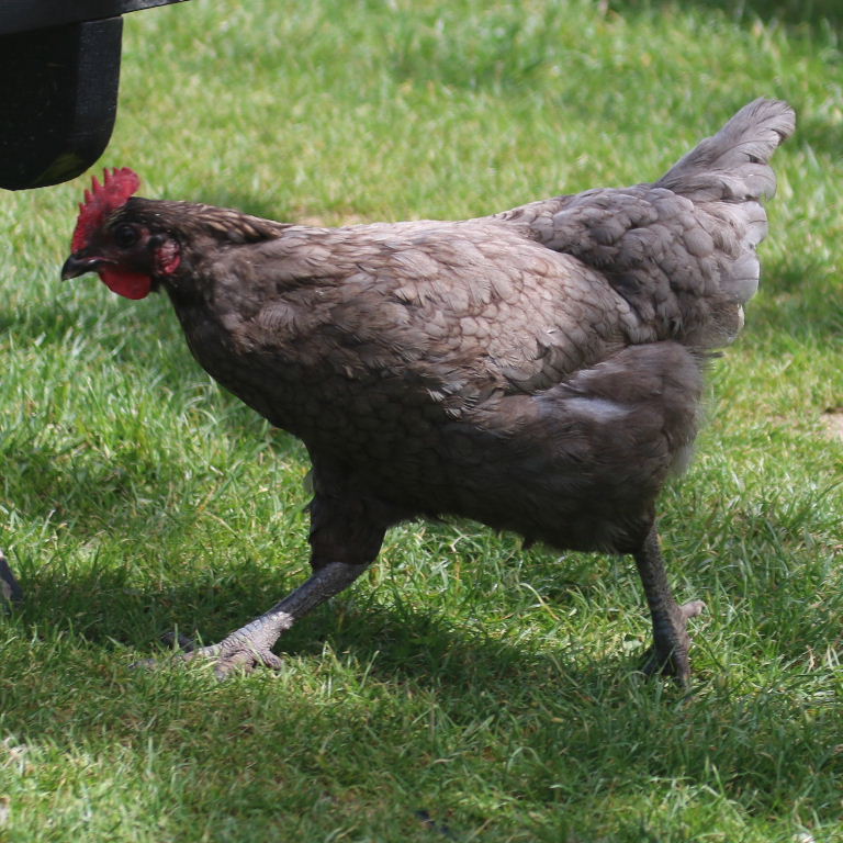 Blue Orpington hen