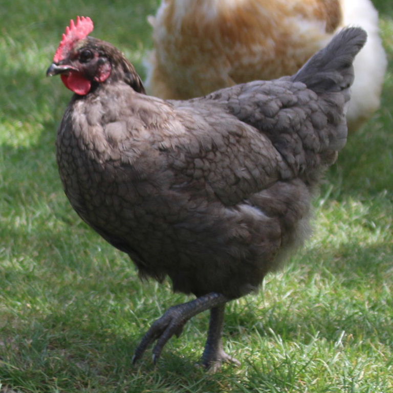 Blue Orpington hen