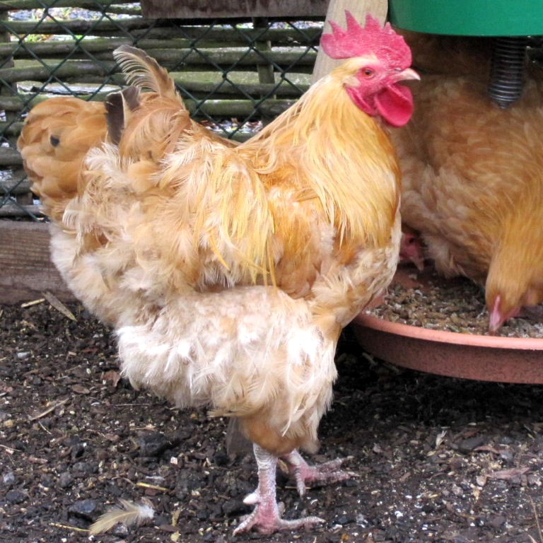 Buff Orpington chicken