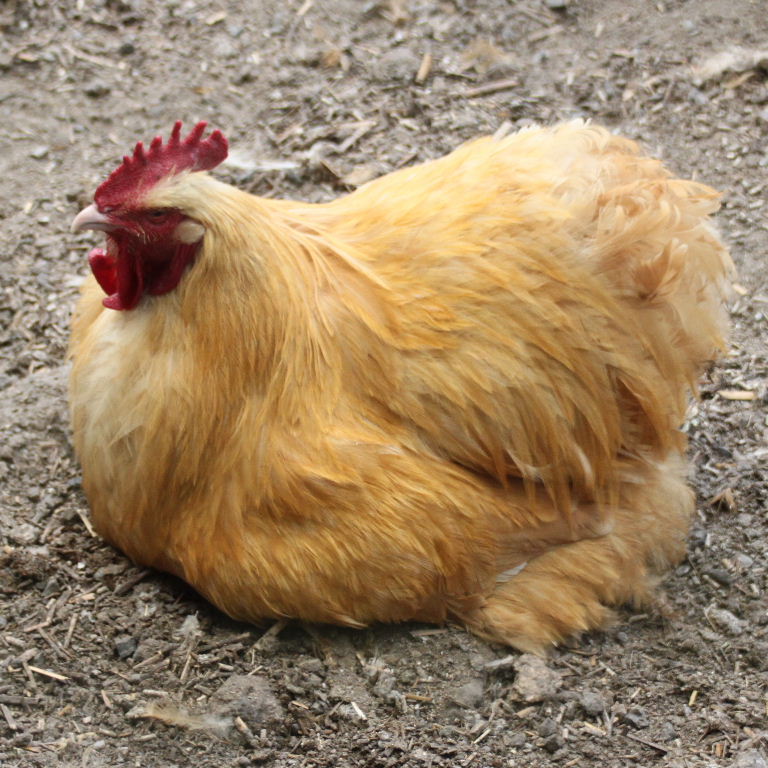 Buff Orpington or Buff Cochin chicken