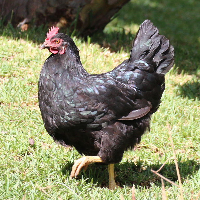 Australorp chicken