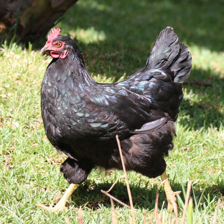 Australorp chicken