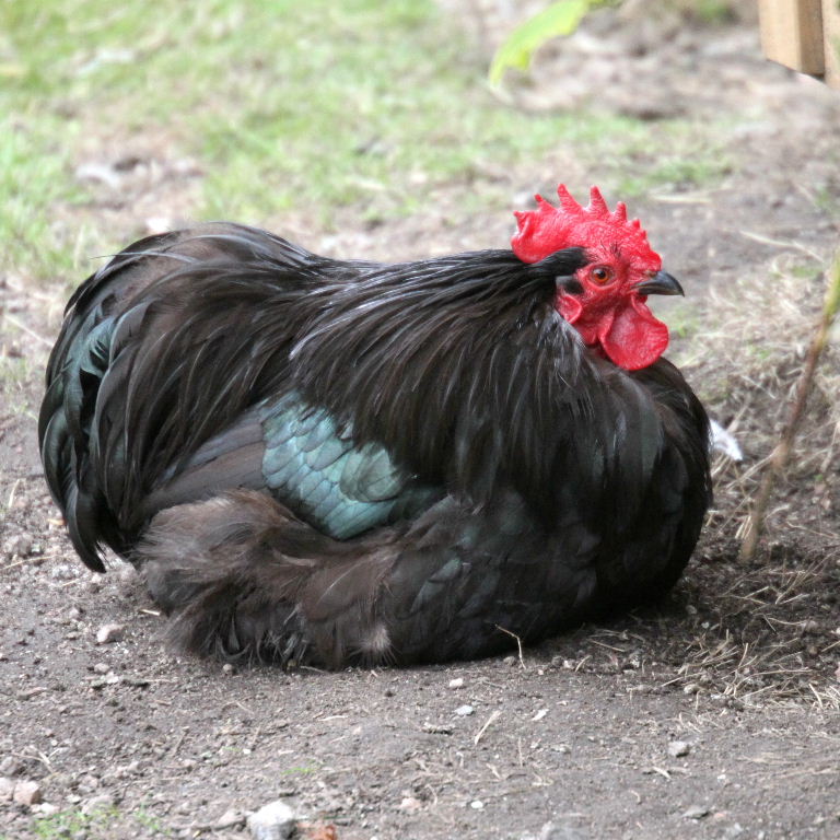 Australorp or Cochin chicken