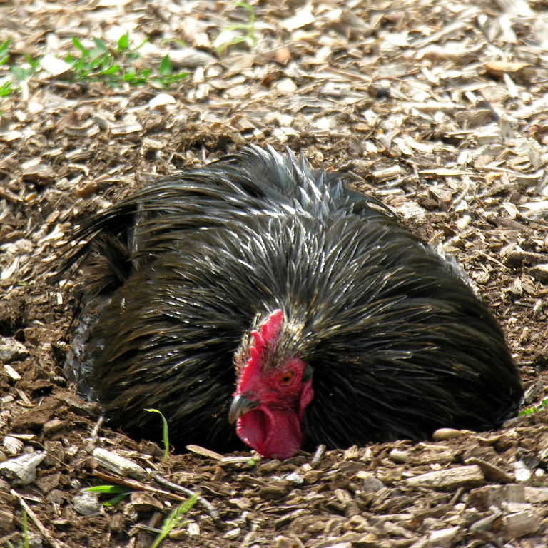 Black Orpington chicken