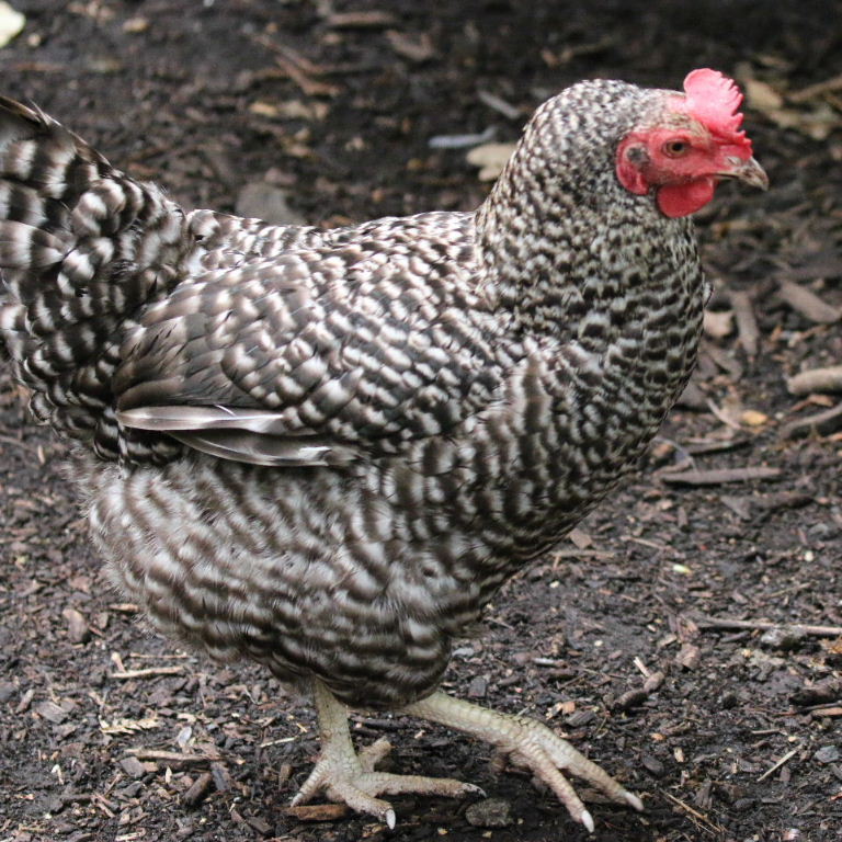 Barred Plymouth cockerel