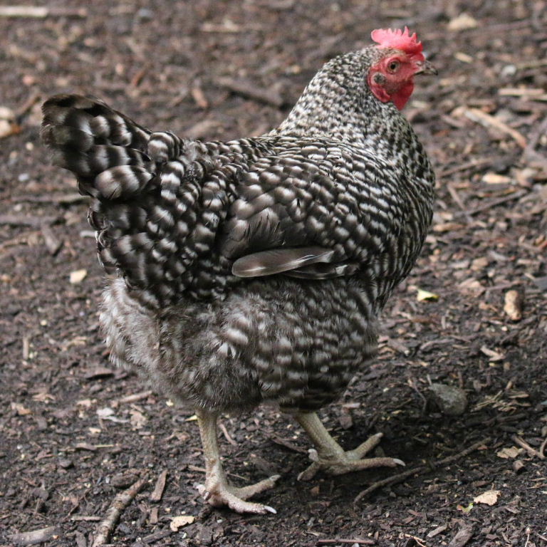 Barred Plymouth chicken