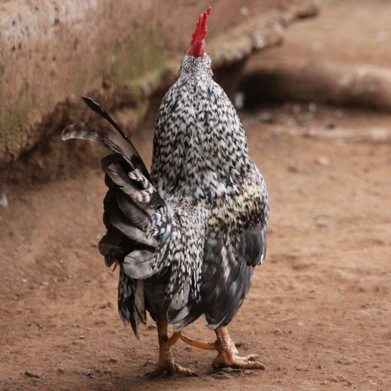 Barred Plymouth chicken