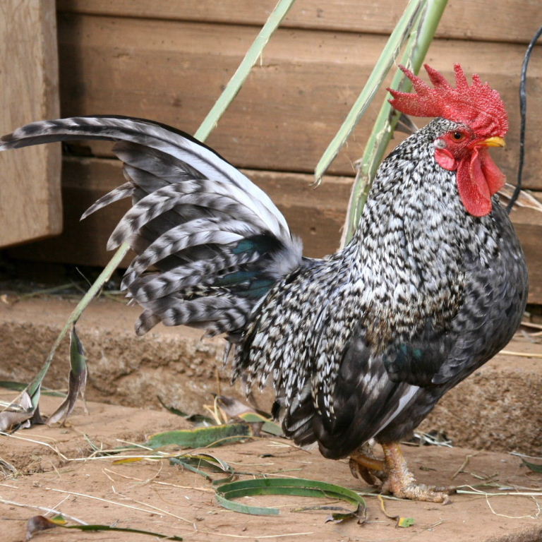 Barred Plymouth cockerel hybrid