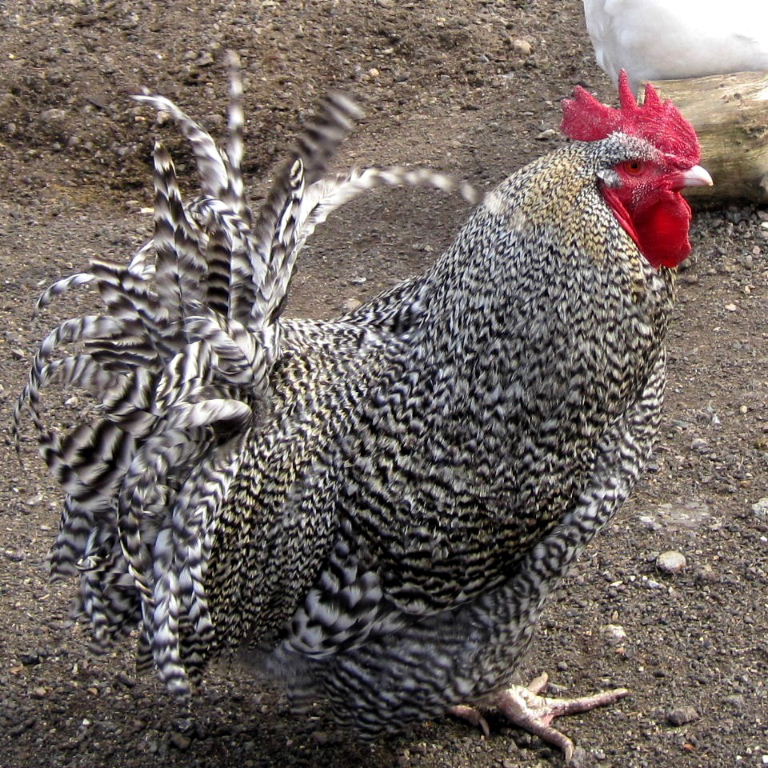 Barred Plymouth cockerel