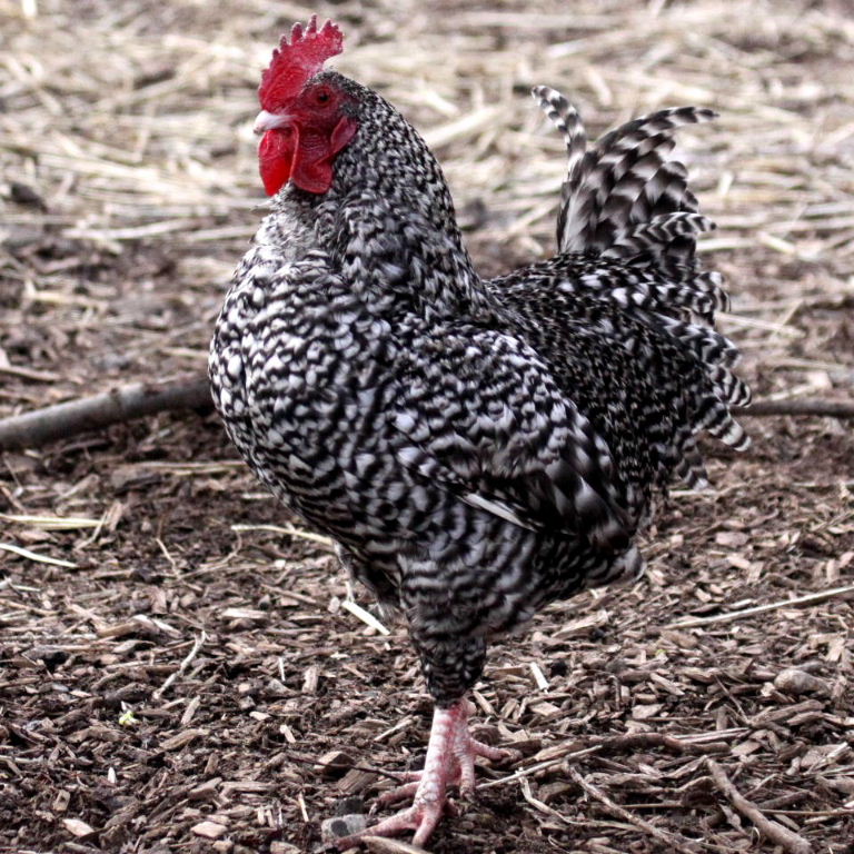 Barred Plymouth chicken