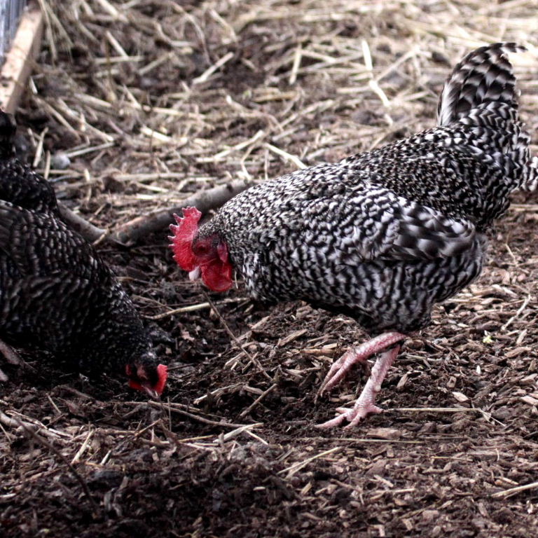 Barred Plymouth chicken