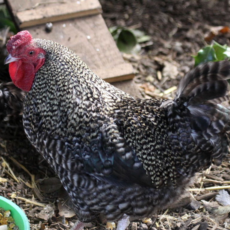 Barred Plymouth chicken