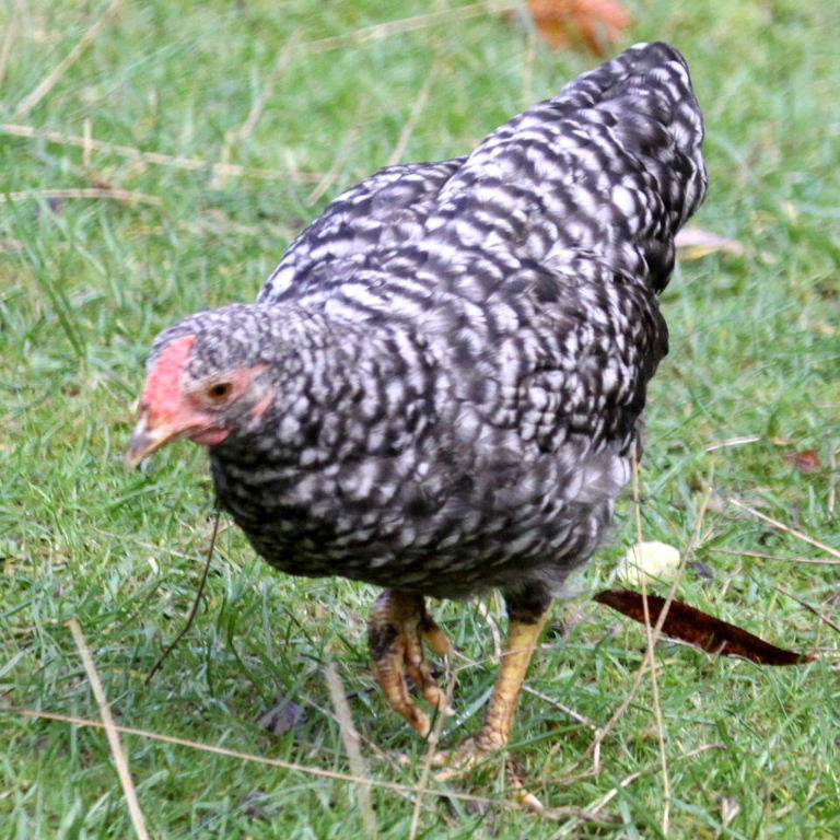 Barred Plymouth chicken