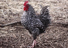 Barred Plymouth Rock chicken