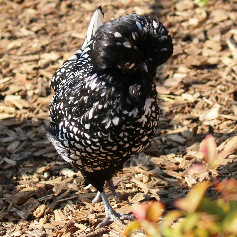 Polish chicken