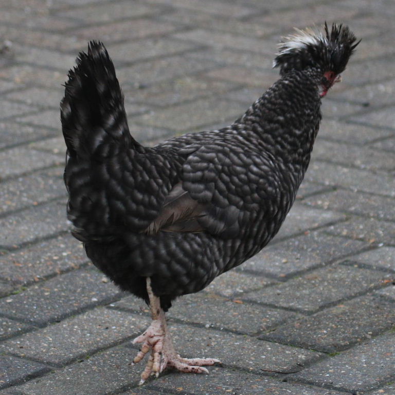 Polish chicken