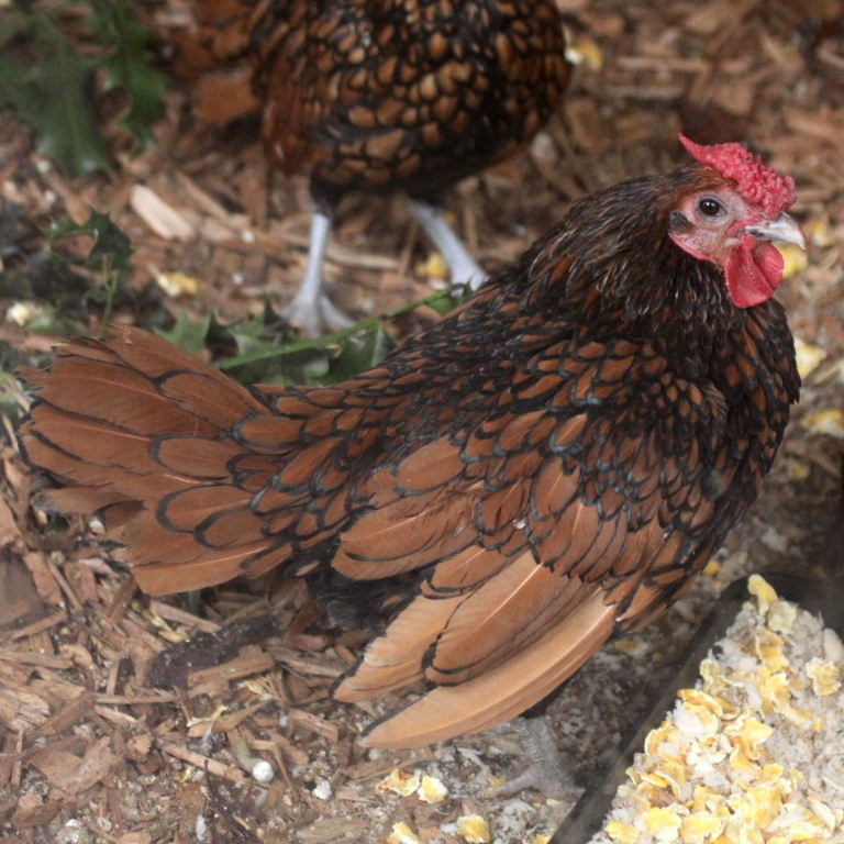 Sebright chicken