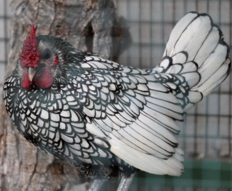 Sebright chicken male