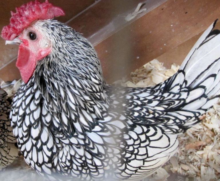 Sebright chicken male