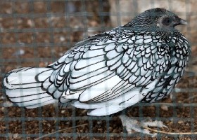 Sebright hen