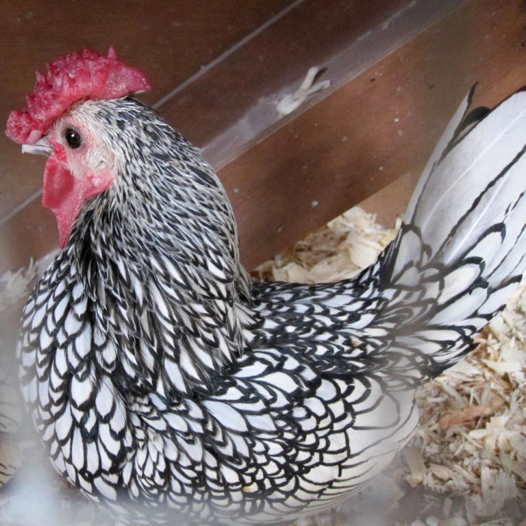 Sebright chicken