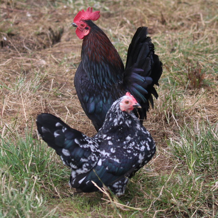 Serama Bantam