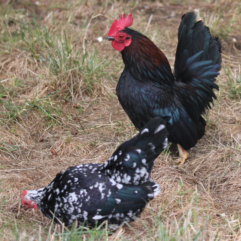 Serama Bantam