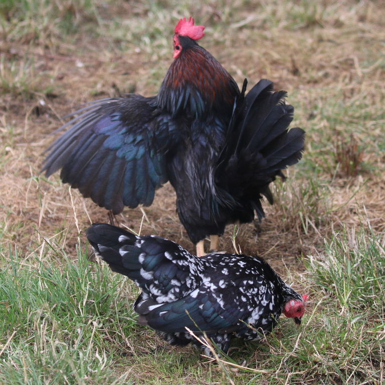 Serama Bantam