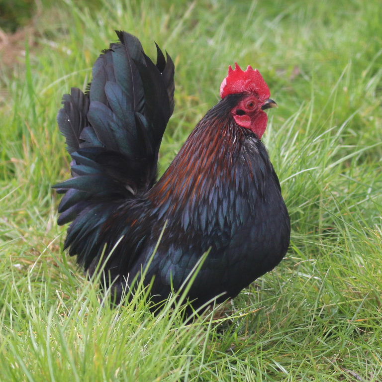 Serama Bantam