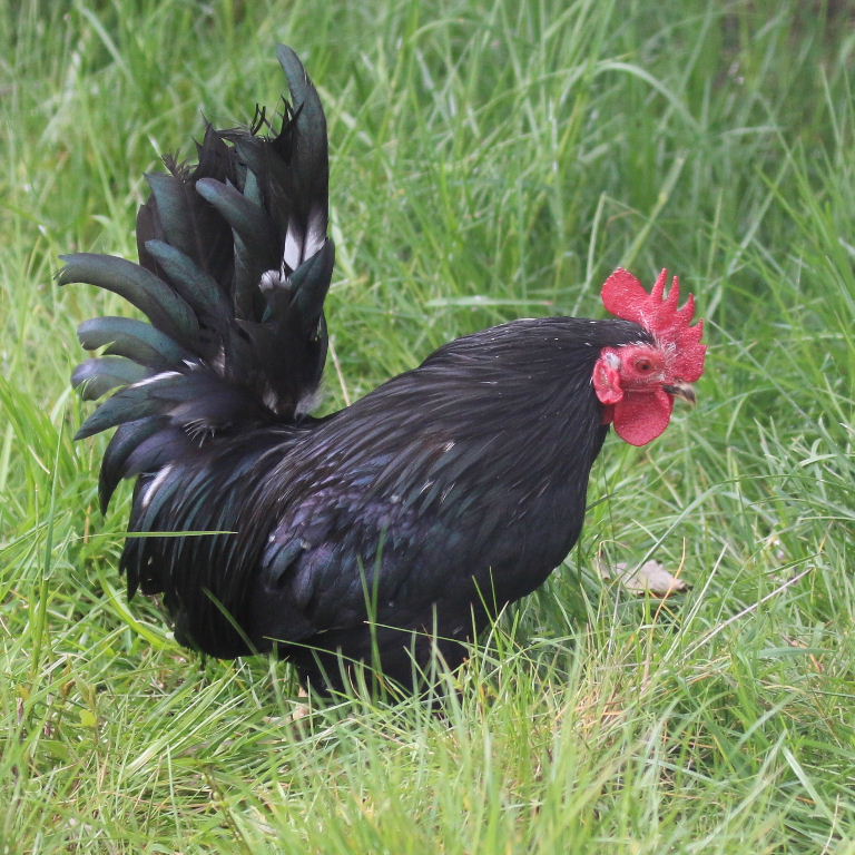 Serama Bantam cockerel