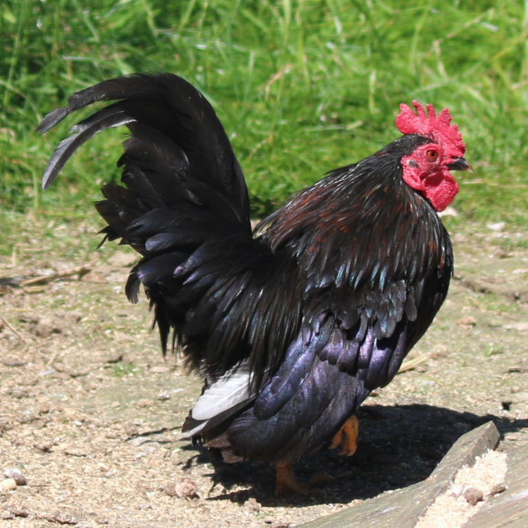 Serama Bantam rooster