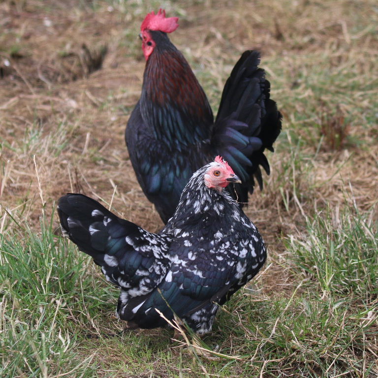 Serama Bantam pair