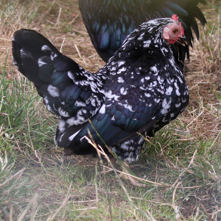 Serama Bantam hen