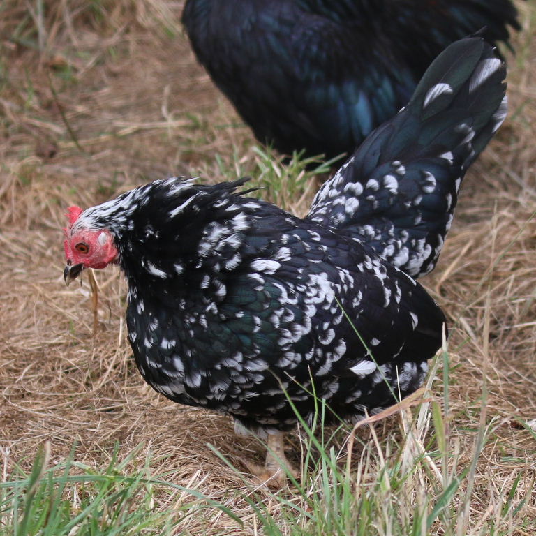 Serama Bantam