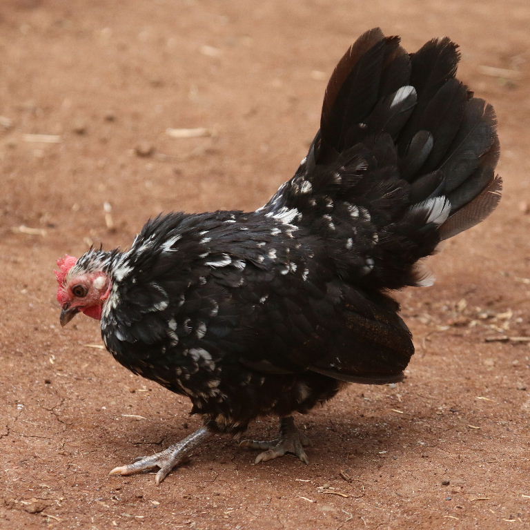Serama Bantam hybrid