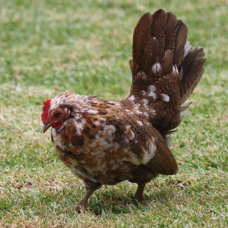 Serama Bantam hybrid