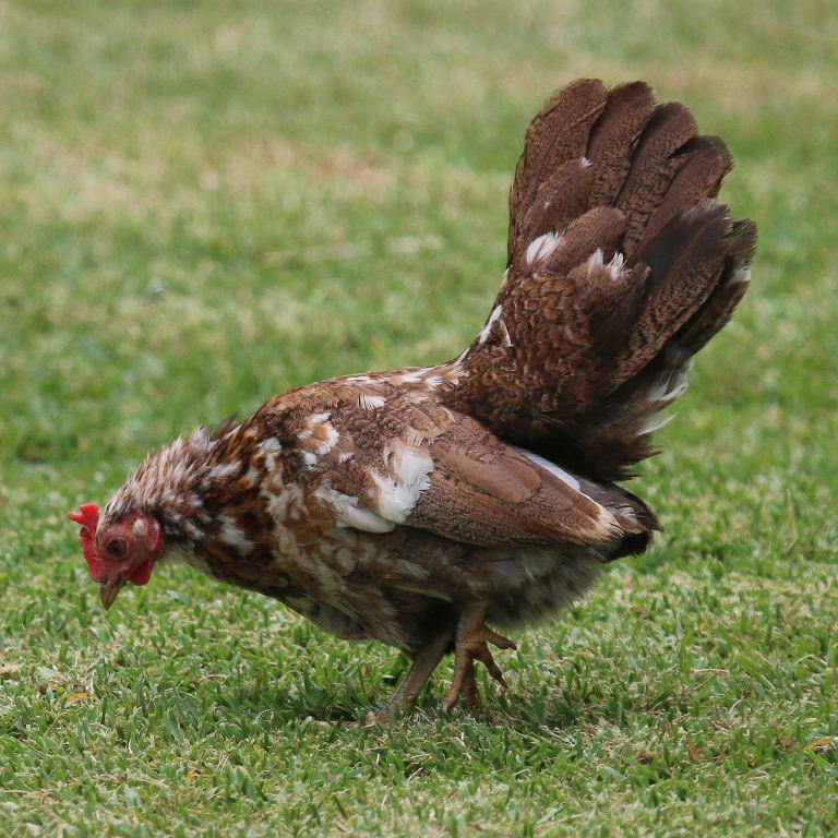 Serama Bantam hybrid