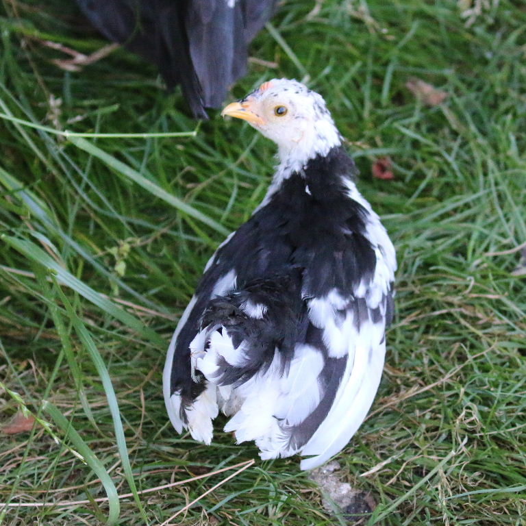 Serama Bantam chick