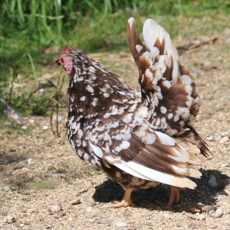 Serama Bantam hen