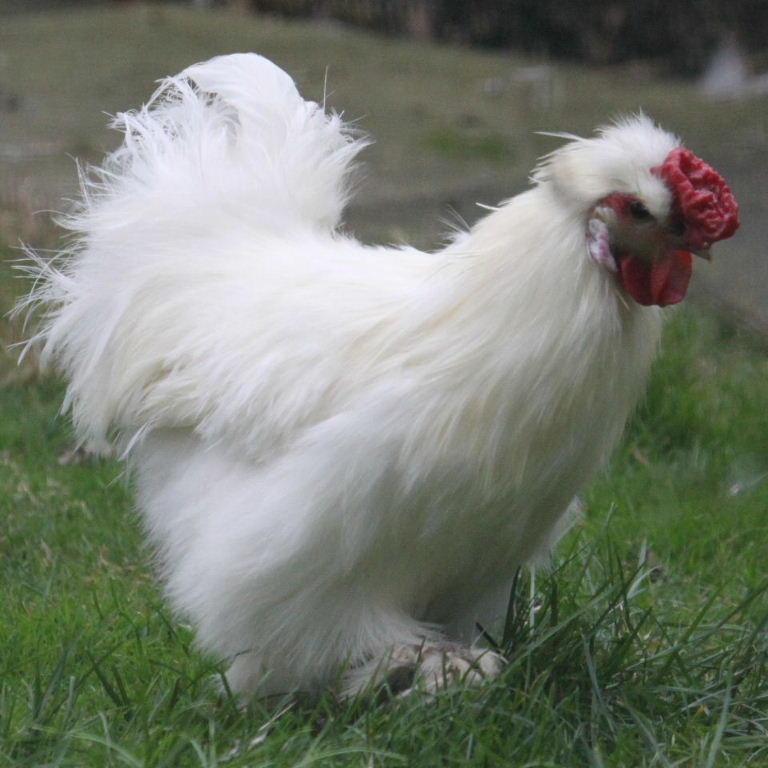 Silkie bantam