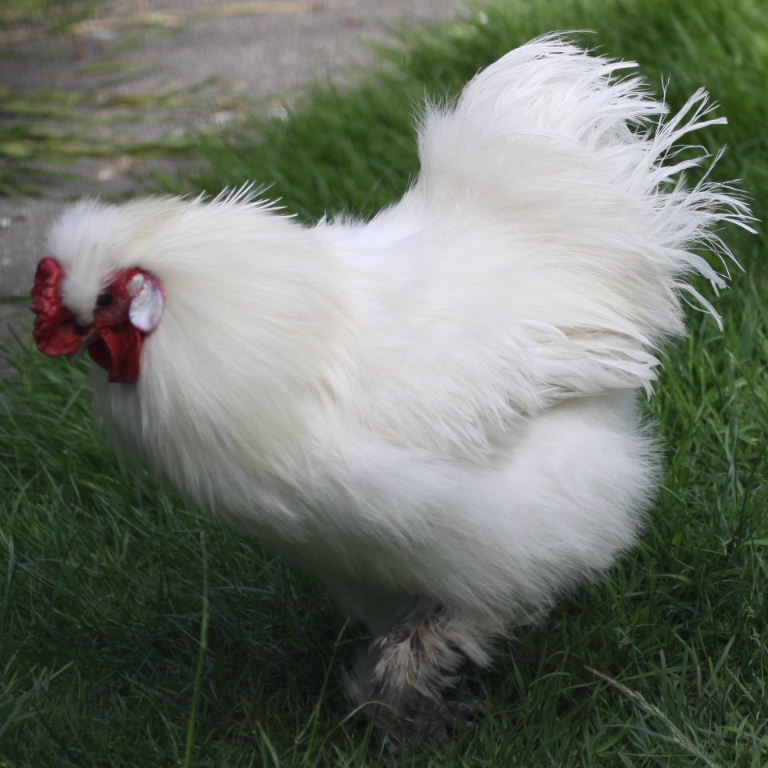 Silkie bantam