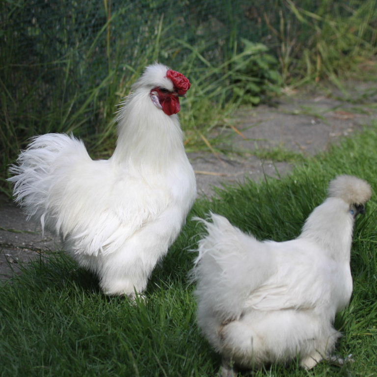 Silkie bantam