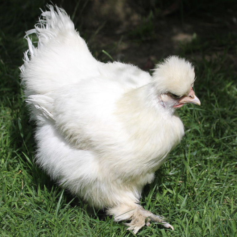 Silkie bantam
