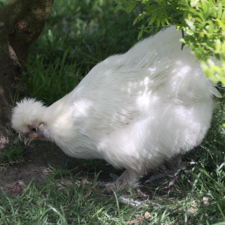 Silkie bantam