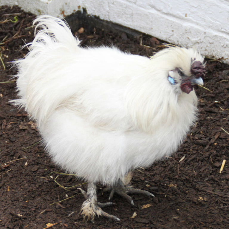 Silkie